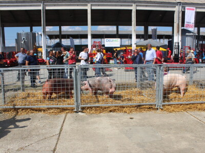 Državna stočarska izložba u Gudovcu