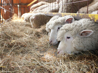 Bosanski inat Dragana Vukovića: Krenuo iz hobija, danas na farmi 1.000 grla stoke