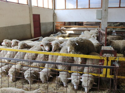 Bosanski inat Dragana Vukovića: Krenuo iz hobija, danas na farmi 1.000 grla stoke