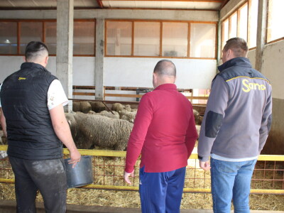 Bosanski inat Dragana Vukovića: Krenuo iz hobija, danas na farmi 1.000 grla stoke