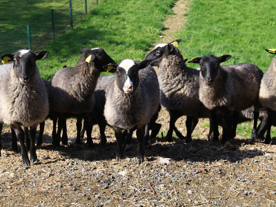 Ženke su brižne majke