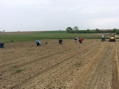 Sadnja šparoga Sadnja šparoga