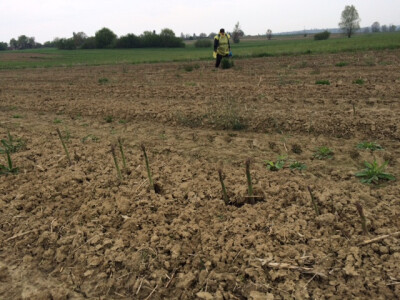 Polje u Bilogori Polje u Bilogori