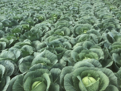 Poljoprivredna zadruga Ogulin