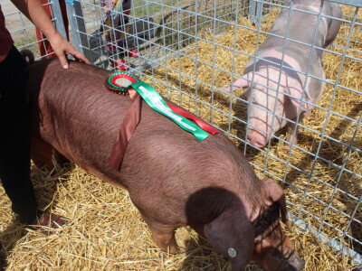 Državna stočarska izložba u Gudovcu