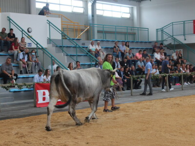 Državna stočarska izložba u Gudovcu