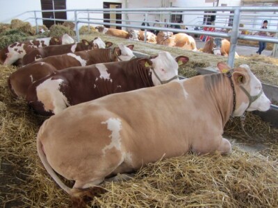 U susret 82. Poljoprivrednom sajmu