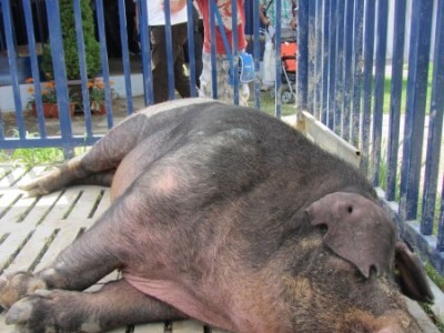 U susret 82. Poljoprivrednom sajmu