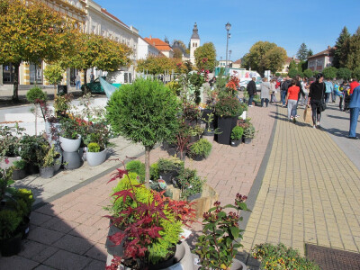 Šesti jesenski cvjetni sajam u Daruvaru