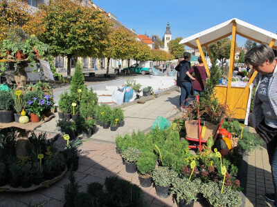 Šesti jesenski cvjetni sajam u Daruvaru