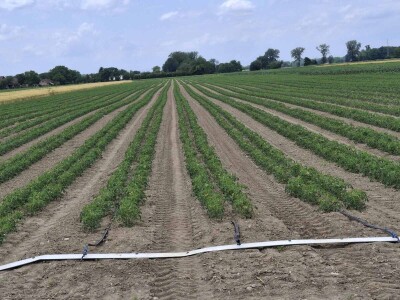 Netafim navodnjavanje na gospodarstvu Drožđek