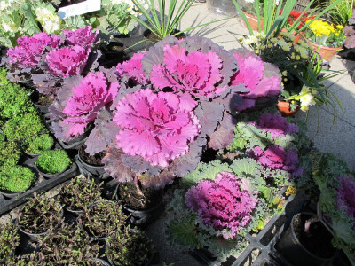 Šesti jesenski cvjetni sajam u Daruvaru