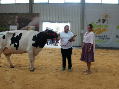 Državna stočarska izložba u Gudovcu