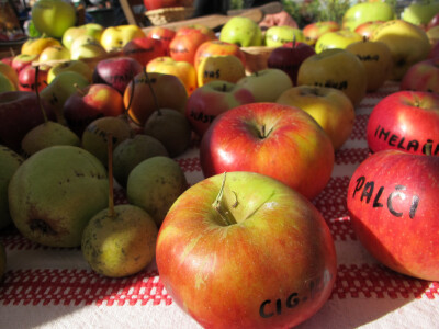 Šesti jesenski cvjetni sajam u Daruvaru