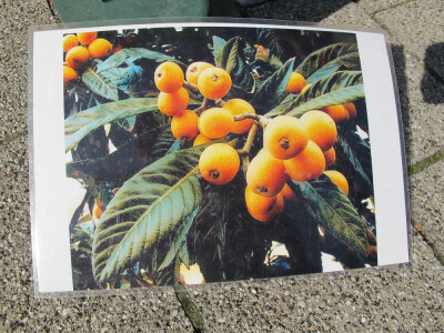 Šesti jesenski cvjetni sajam u Daruvaru