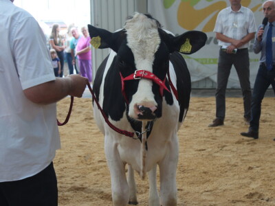Državna stočarska izložba u Gudovcu