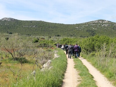 Dani masline - stručni izlet na Ugljan