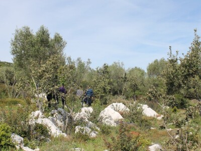 Dani masline - stručni izlet na Ugljan