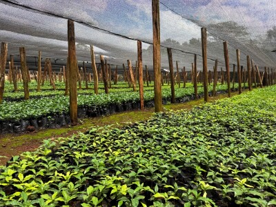 Proizvodnja kave u Keniji