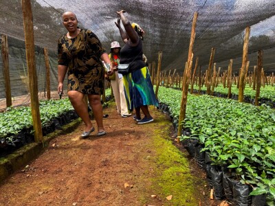 Proizvodnja kave u Keniji