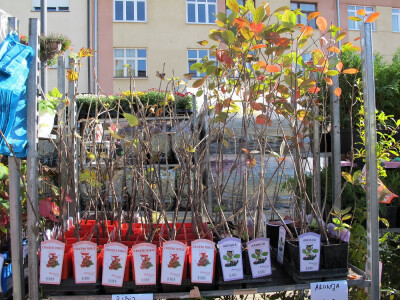 Šesti jesenski cvjetni sajam u Daruvaru