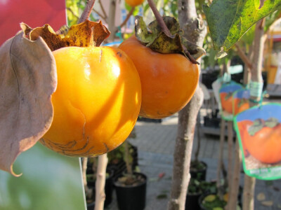 Šesti jesenski cvjetni sajam u Daruvaru