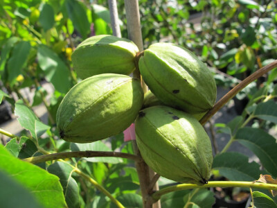 Šesti jesenski cvjetni sajam u Daruvaru