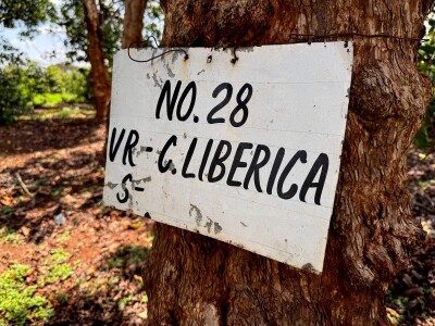 Proizvodnja kave u Keniji