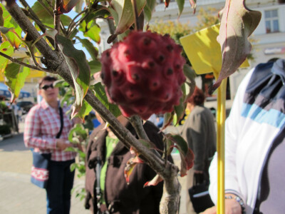 Šesti jesenski cvjetni sajam u Daruvaru
