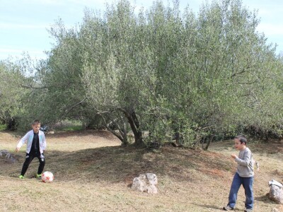 Dani masline - stručni izlet na Ugljan