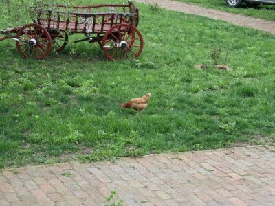 Eko imanje Orlov put, Kopačevo