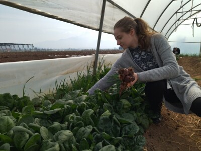 Studenti PPF-a u Sarajevu  donirali proizvedeno povrće