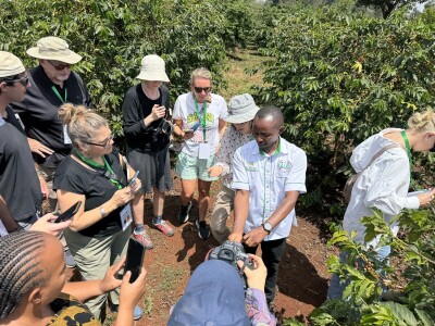 Proizvodnja kave u Keniji