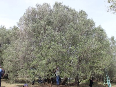 Dani masline - stručni izlet na Ugljan