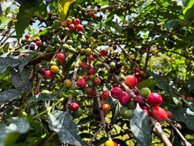 Proizvodnja kave u Keniji