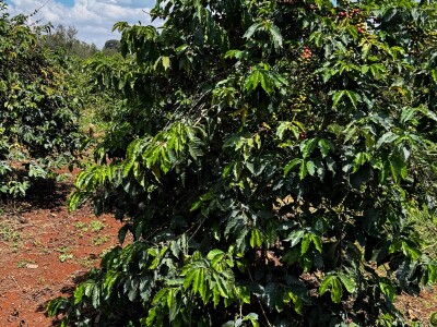 Proizvodnja kave u Keniji