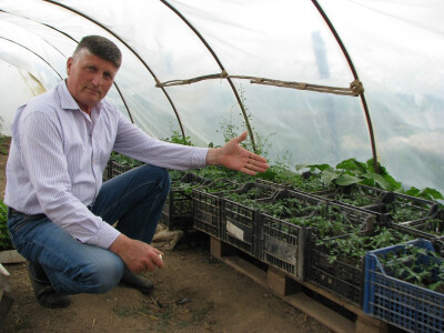 Slavko Vranić pored uzgojenih presadnica