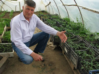Slavko Vranić pored uzgojenih presadnica