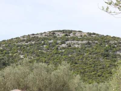 Dani masline - stručni izlet na Ugljan