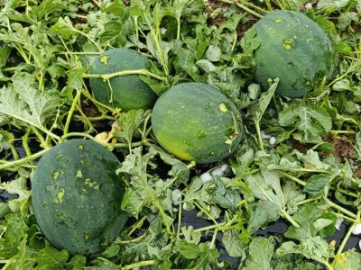 foto: Danijela Plavšić