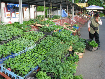 rasada na sve strane