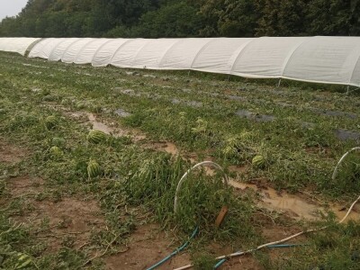 foto: Danijela Plavšić