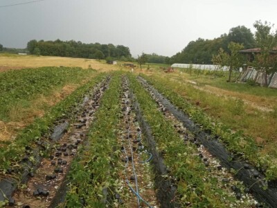 foto: Danijela Plavšić