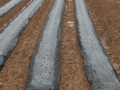 foto: Danijela Plavšić