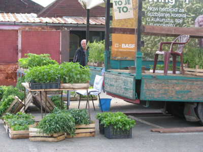 rasada na sve strane