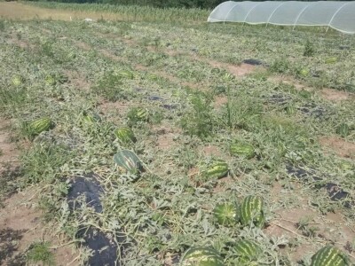 foto: Danijela Plavšić