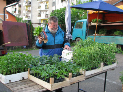 Proizvede 200 hiljada presadnica