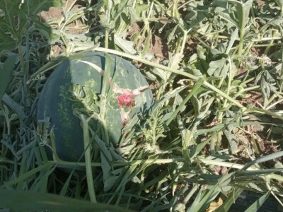 foto: Danijela Plavšić