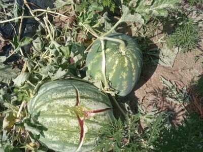 foto: Danijela Plavšić