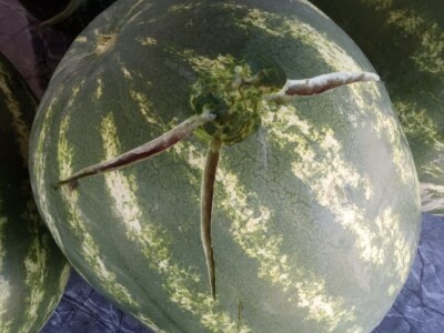 foto: Danijela Plavšić